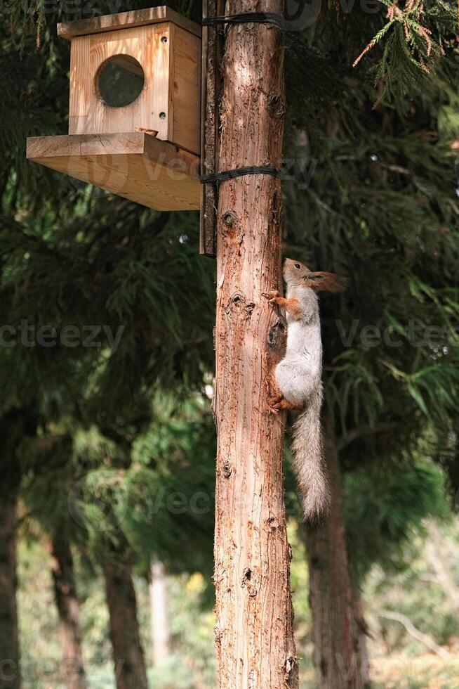 squirrel climbing up to a wooden bird feeder on a tree in a summer park photo