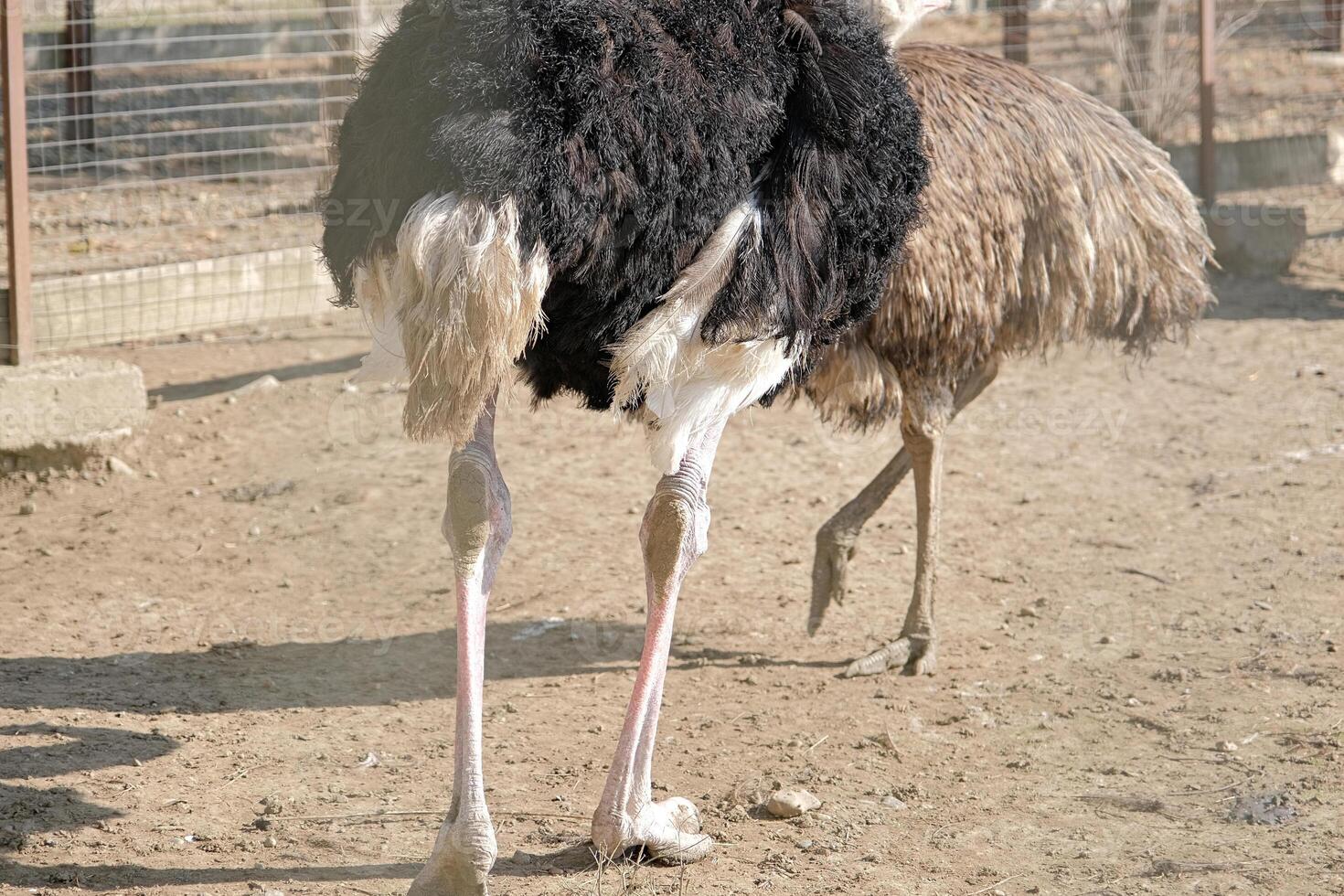 African ostrich close up on ostrich farm, viw from behind photo
