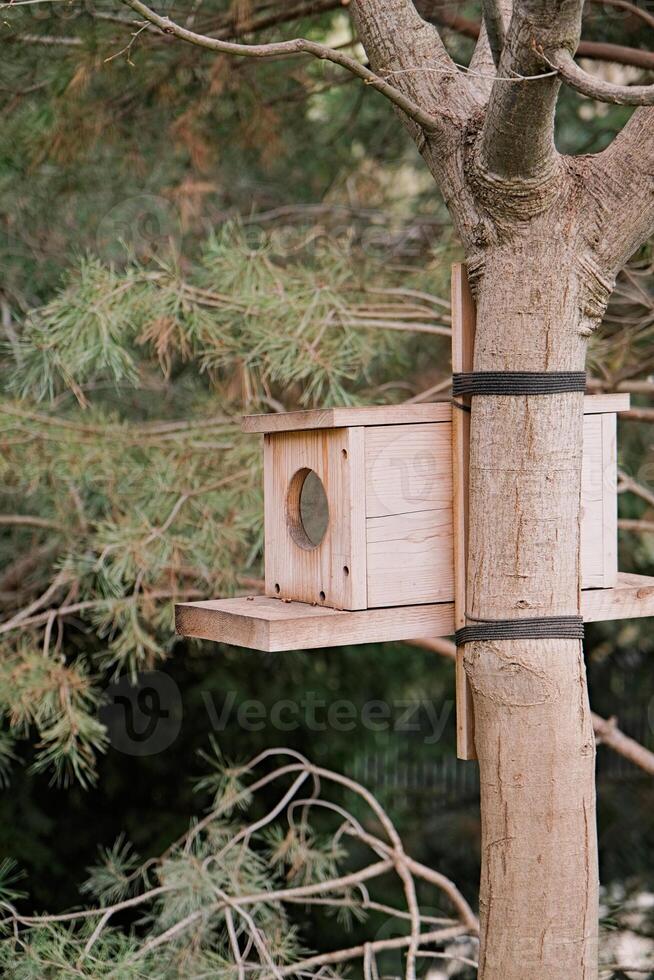 Bird feeder on a tree, coniferous forest photo