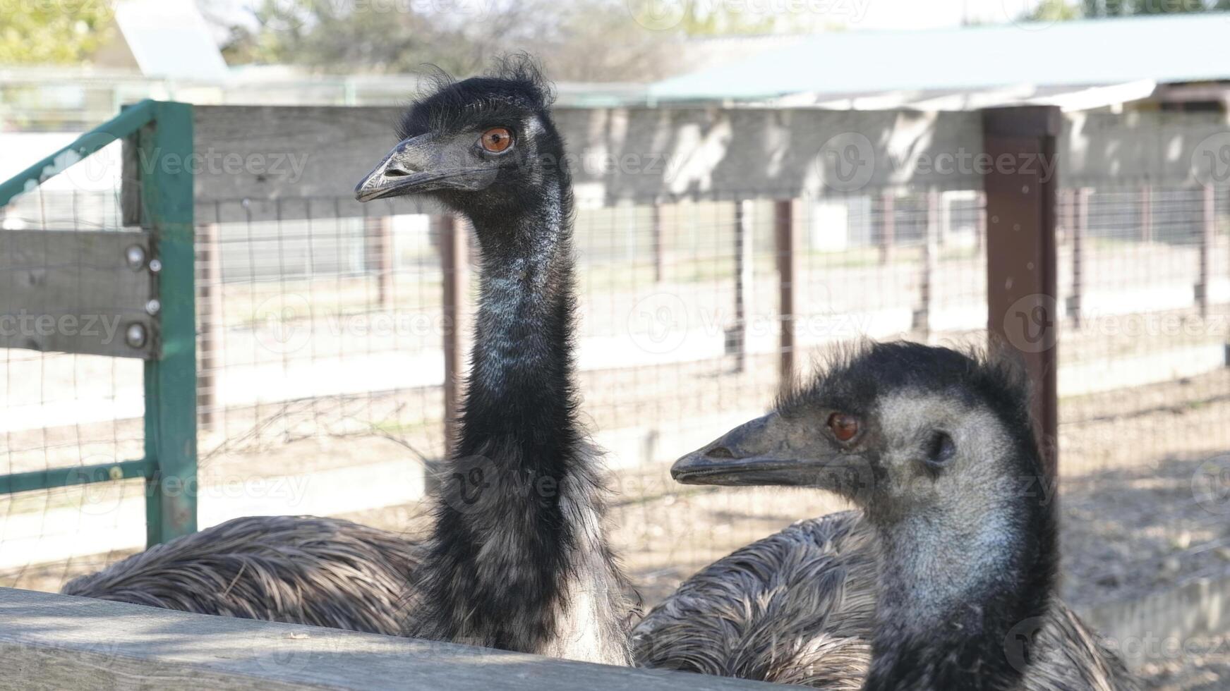 emu ostriches in the ostrich farm photo