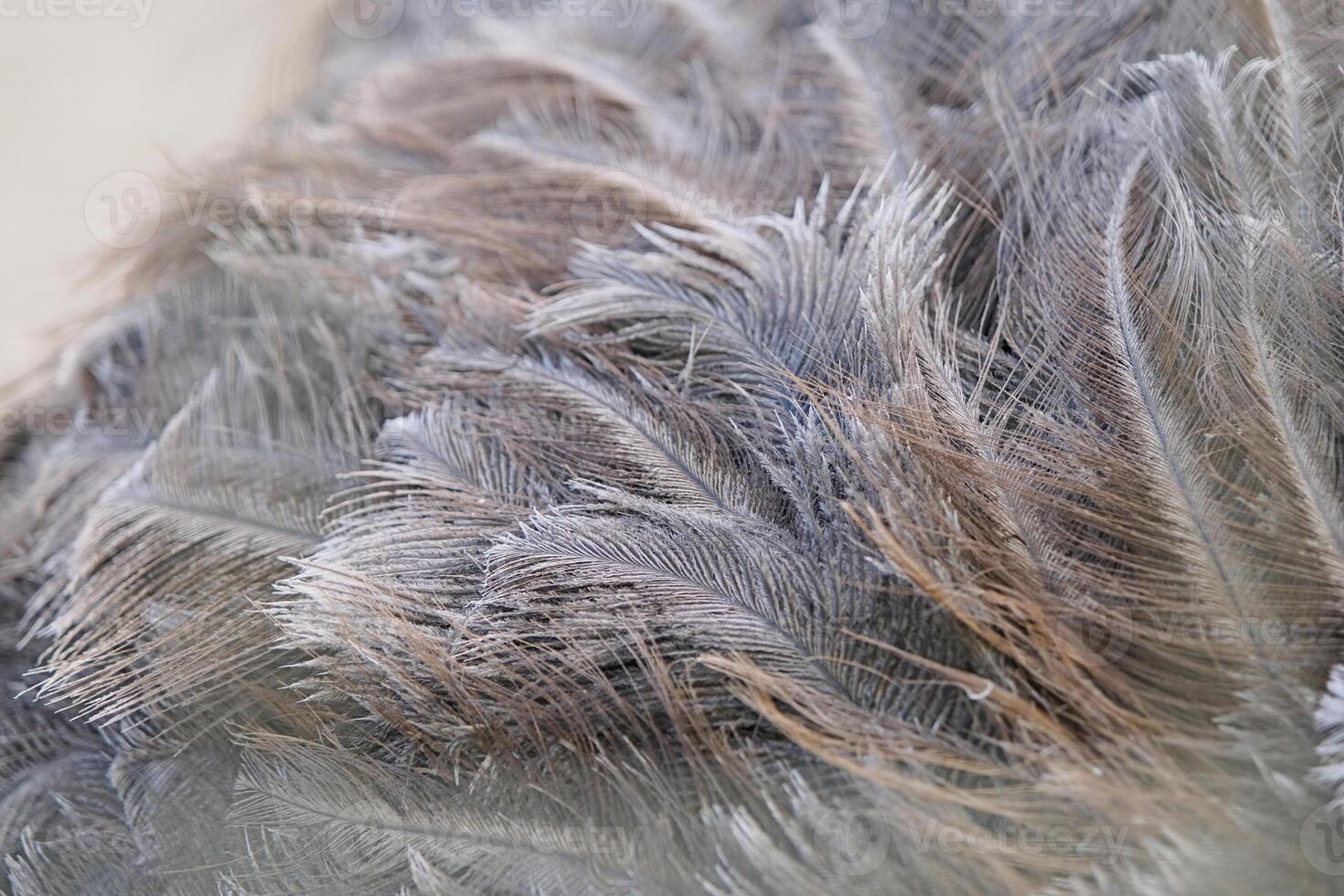 Close-up of ostrich feathers, showing details of the feather Macro shot, texture photo
