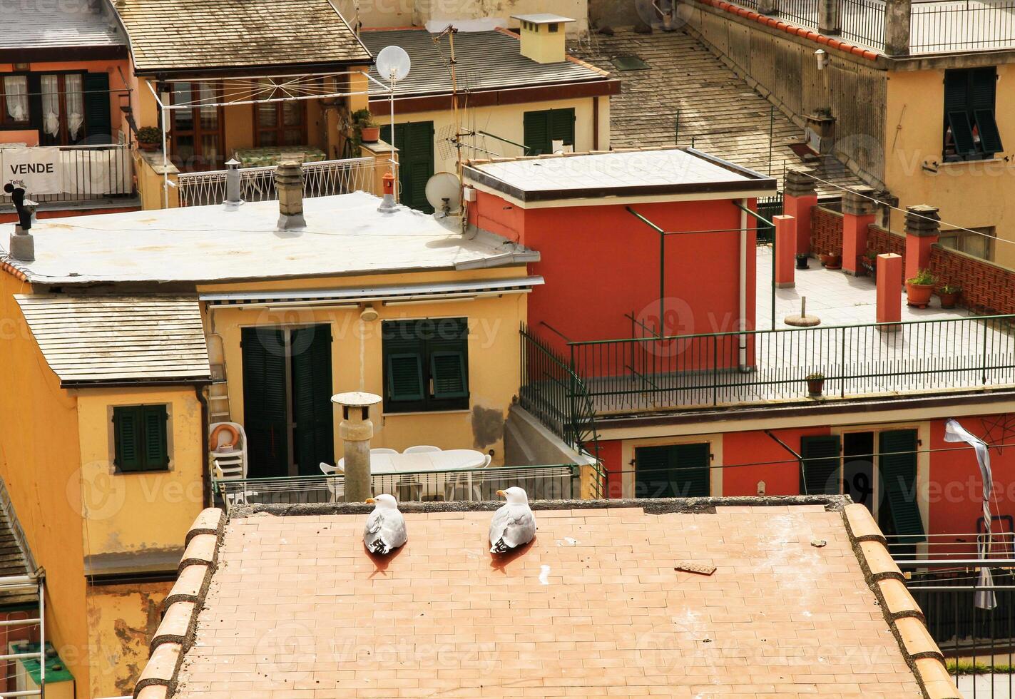 A pair of seagulls on a roof together looking for their first nest. photo