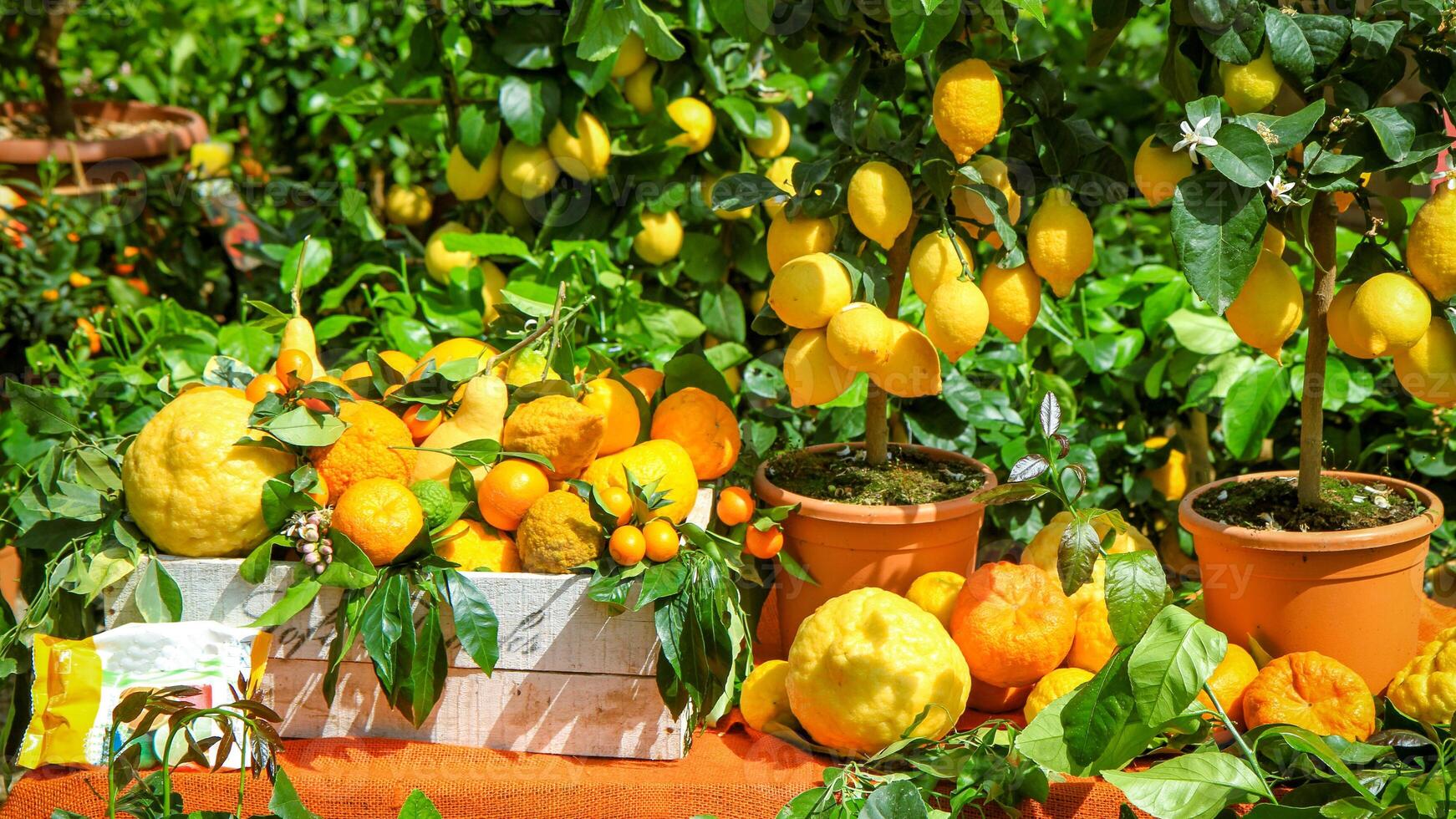 Fresh citrus and lemon trees in pots on a sunny market stall. photo