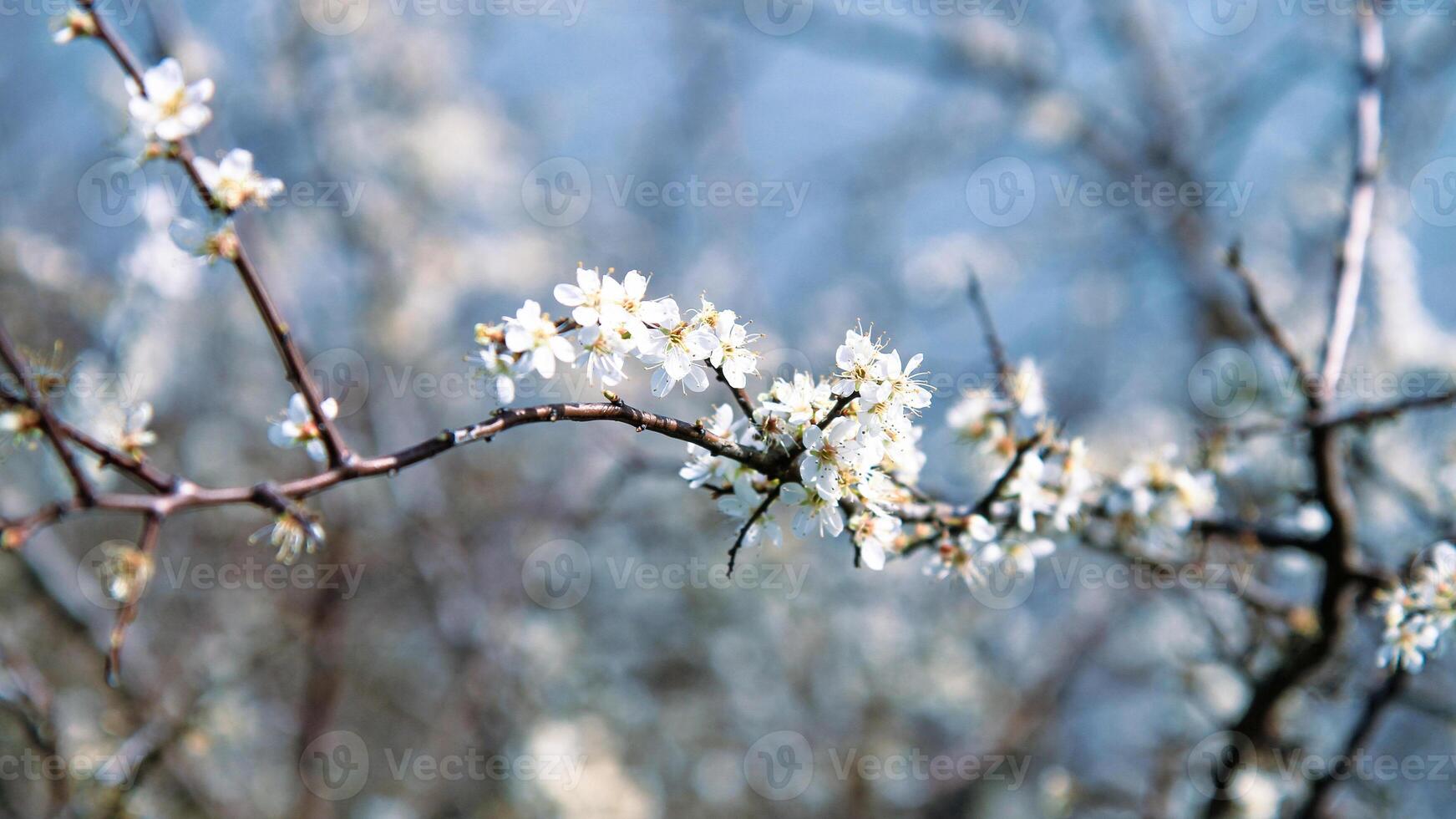 Spring flowering branch with white flowers in soft natural light. photo