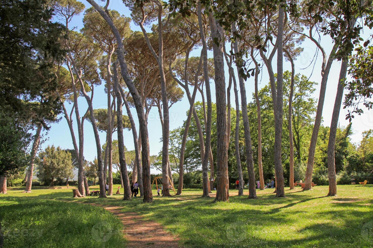 Sunny pine forest park with tall trees and people relaxing in the fresh air. photo
