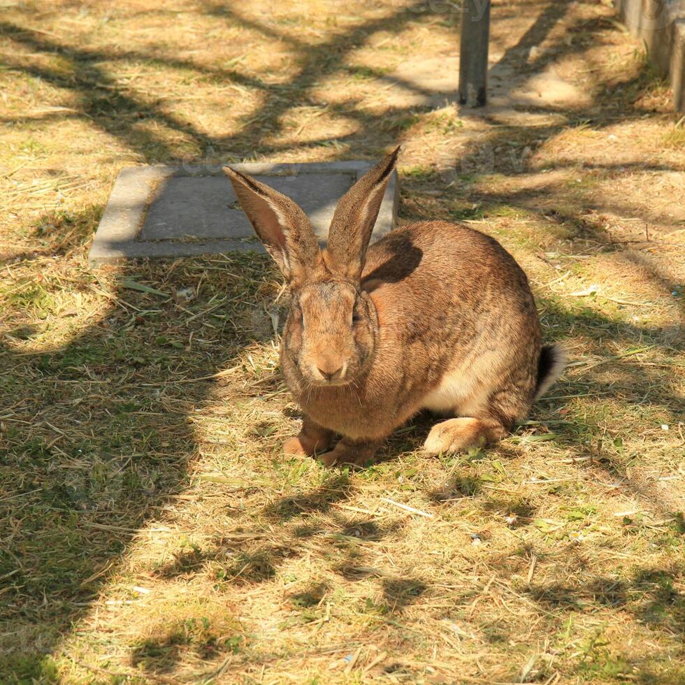 Brown rabbit in sunny outdoor environment with long ears. photo
