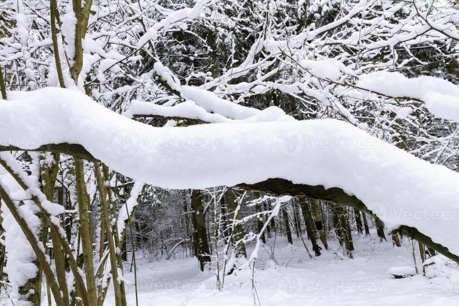 Winter forest with a thick layer of snow on trees and branches. A natural scene conveying the silence, peace and purity of nature after a snowfall. photo