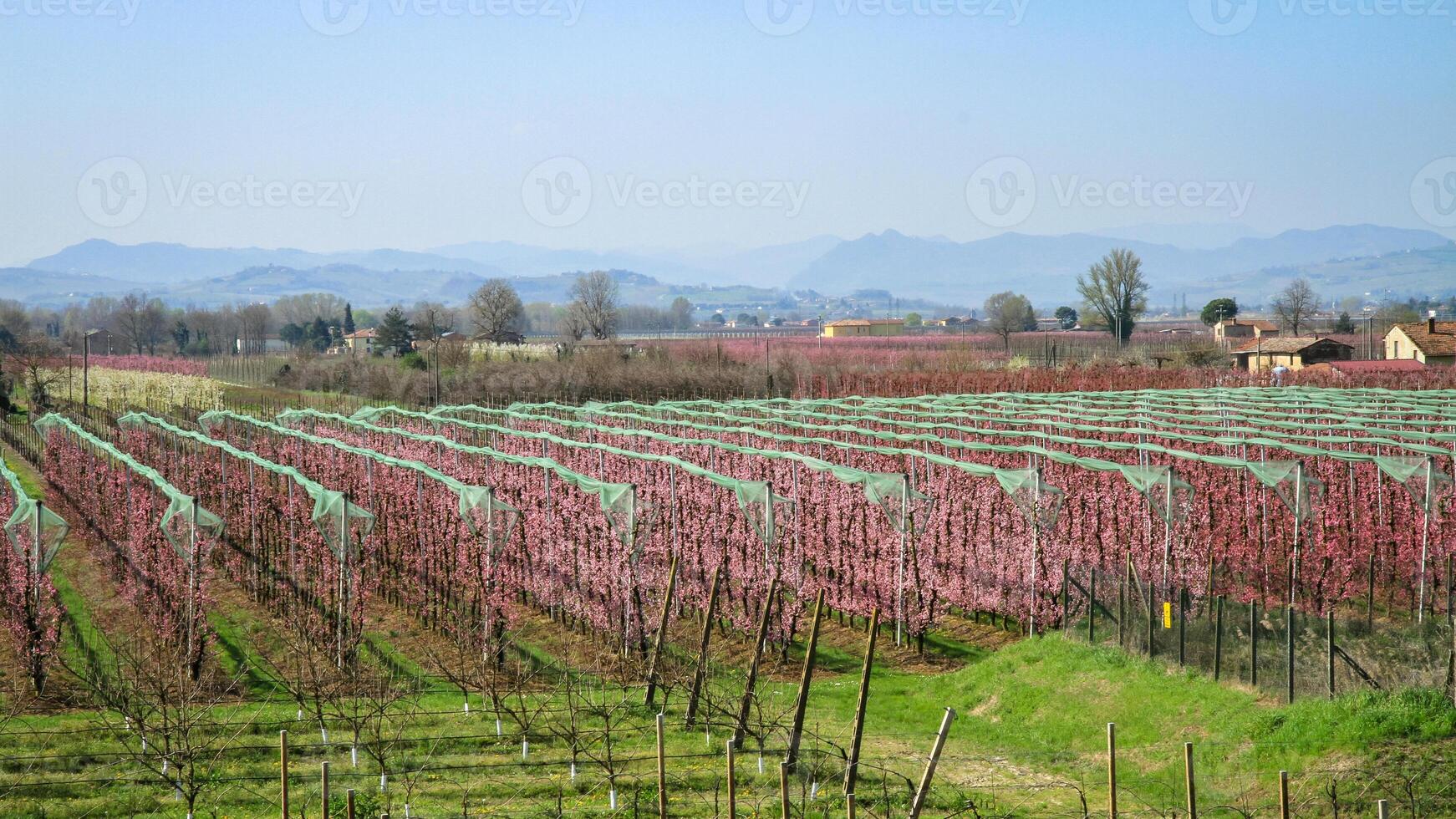 Spring blossom in the orchard. photo