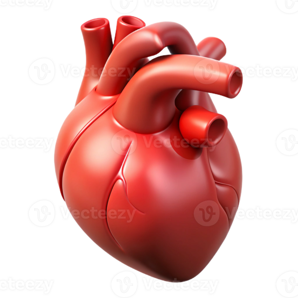 picturesque exceptional Hyper-specific, professional render of a single, human heart, anatomically correct, isolated cutout with Transparent Background png