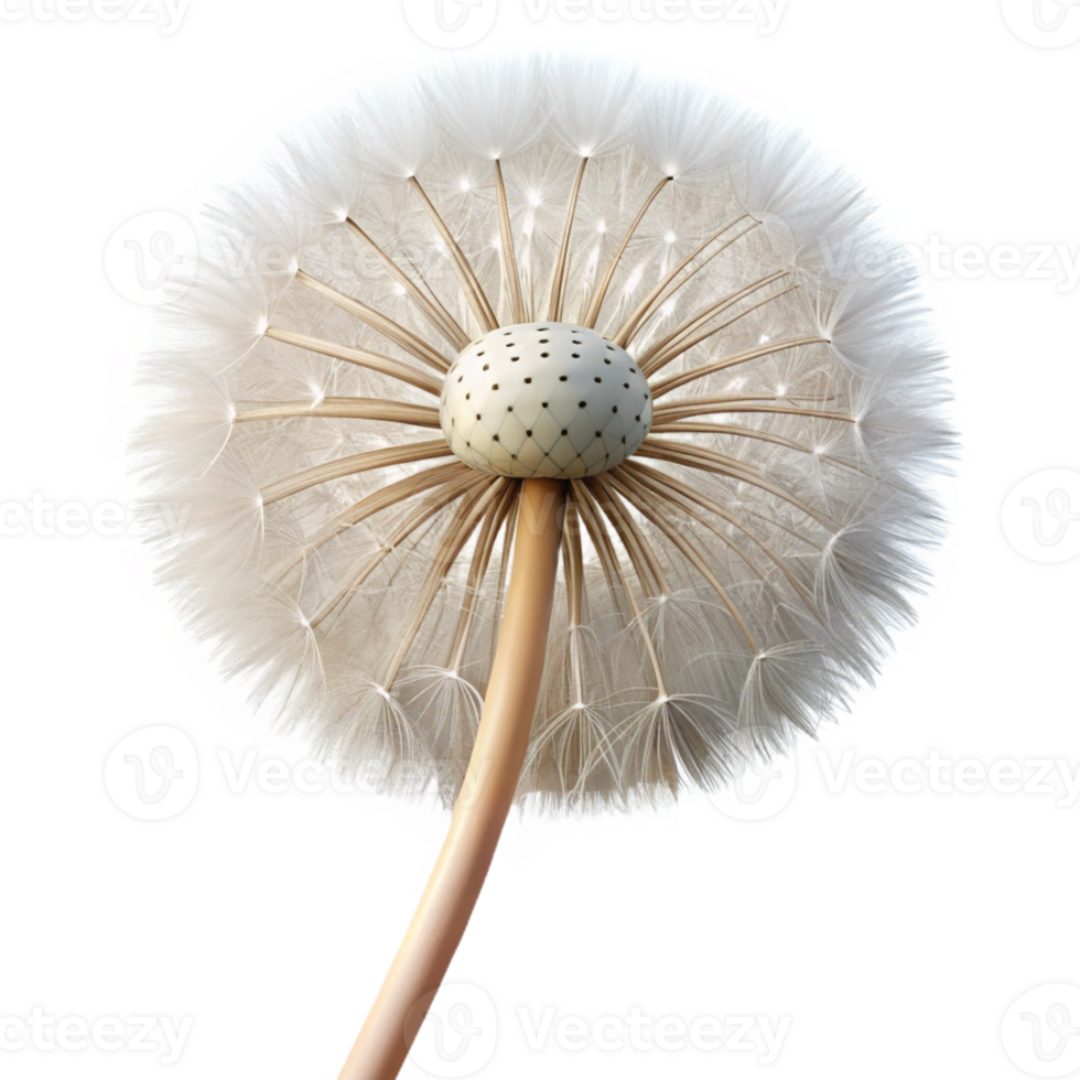 splendid distinguished Photorealistic, isolated cutout of a single, dandelion seed head with Transparent png