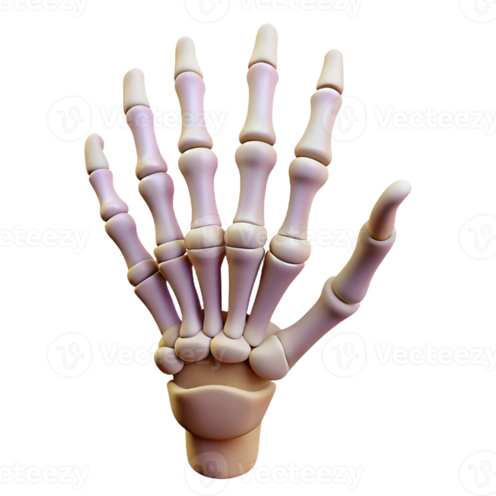 timeless classic A skeleton hand reaching upwards with Transparent Background studio quality png