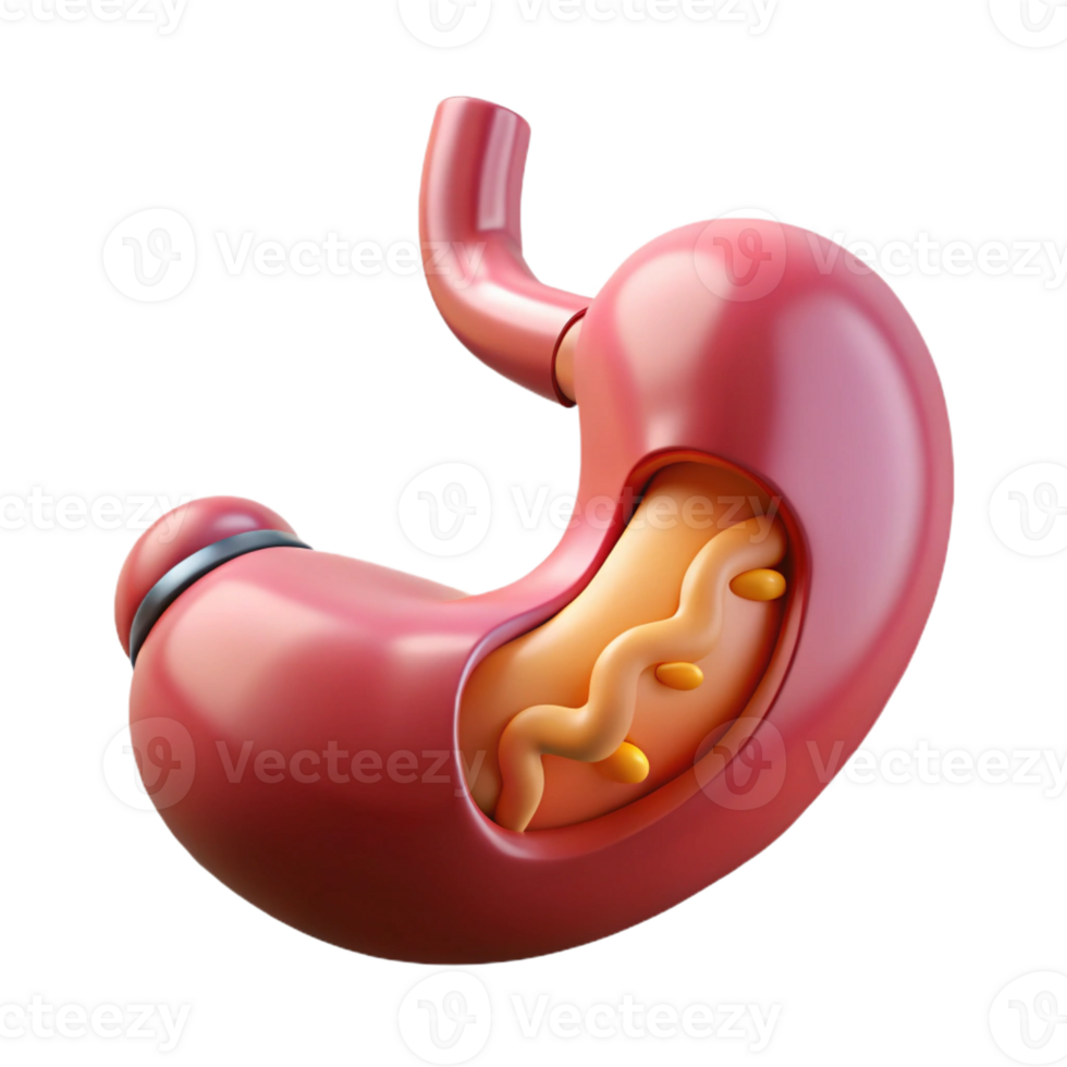 stunning creative Professional render, hyper-specific isolated cutout of a biomechanical artificial stomach with digestive enzymes and nutrient absorption systems with Transparent Background refined png