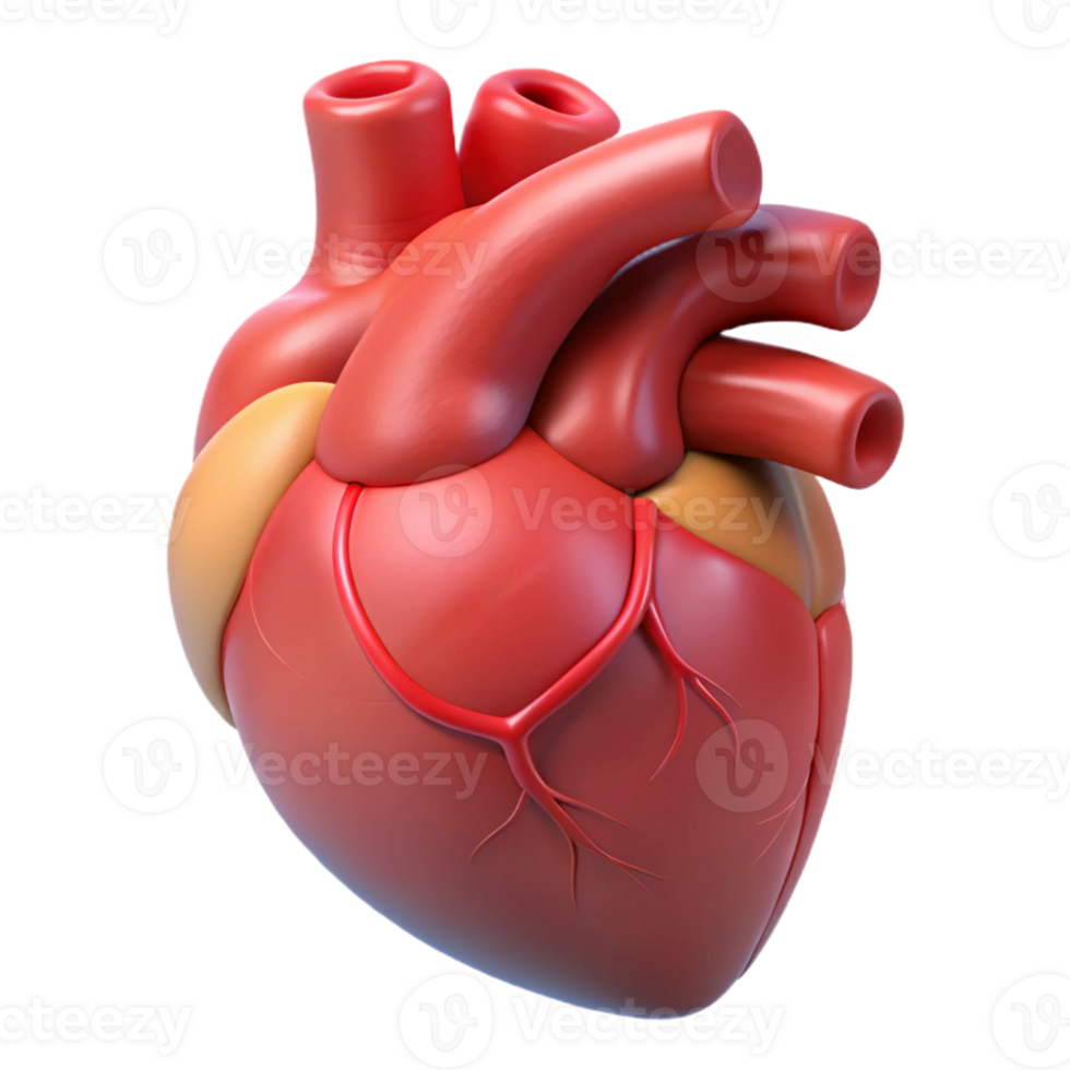 tranquil extraordinary Human heart anatomical model, with Transparent Background ultra HD png