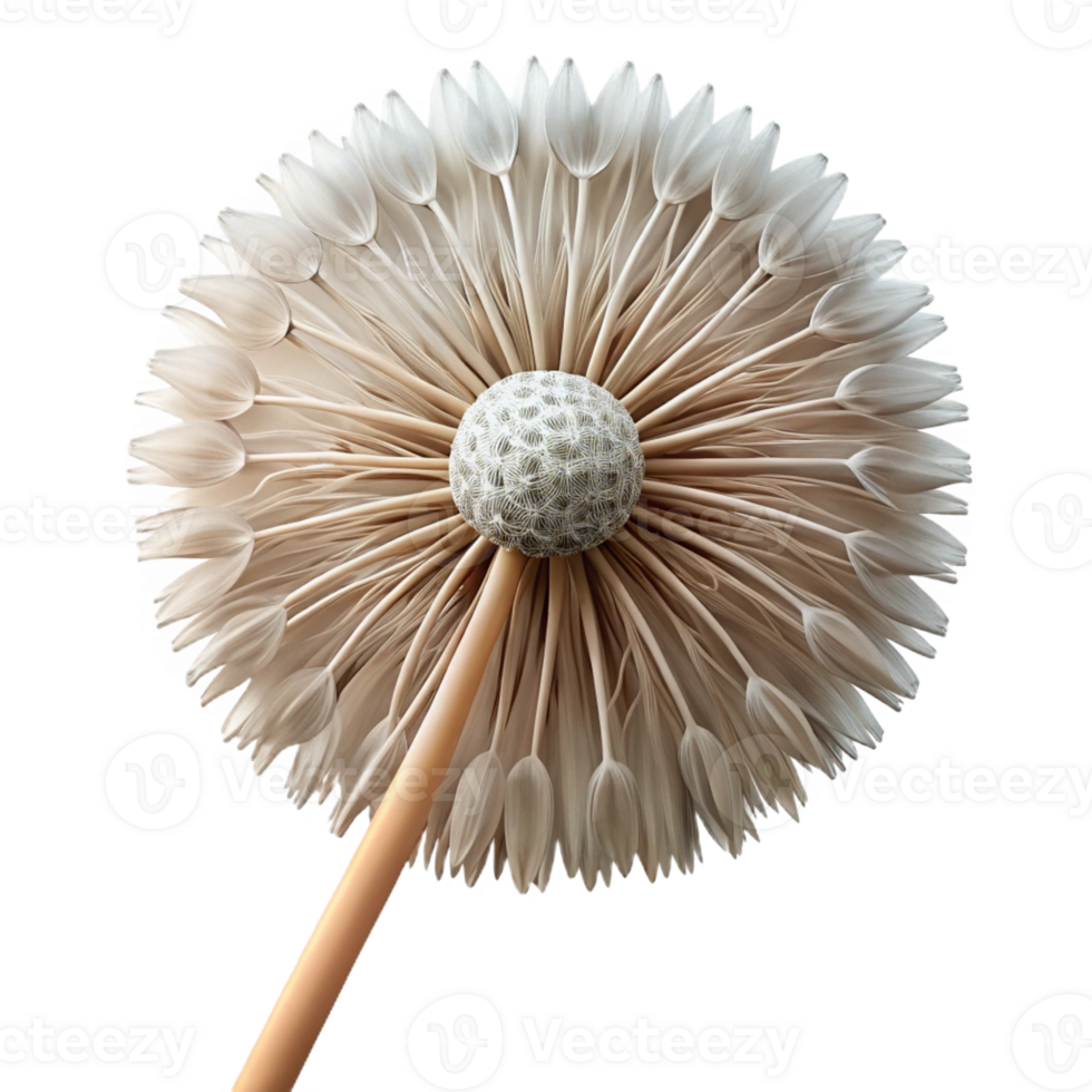striking joyful rustic Hyper-specific, professional render, isolated cutout, photorealistic single, dandelion seed head with Transparent Background professional png