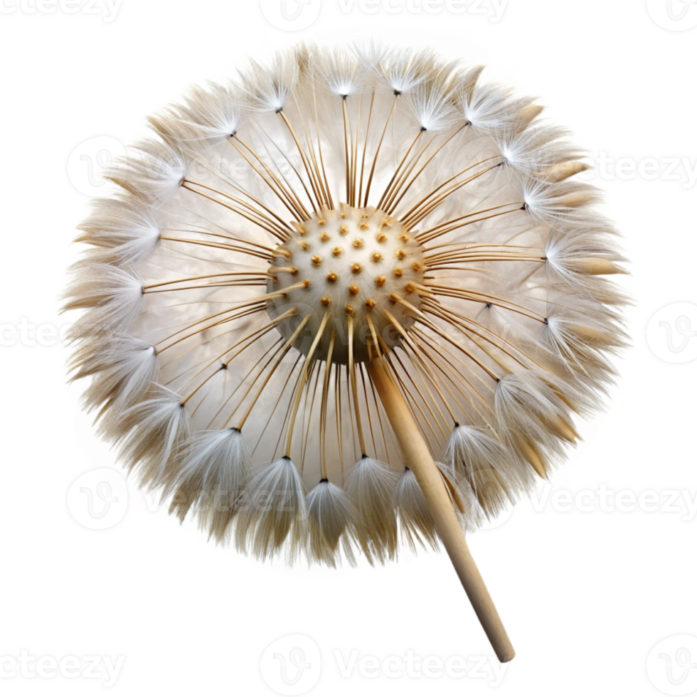 picturesque coastal Hyper-specific, professional render, isolated cutout, photorealistic single, dandelion seed head with Transparent Background gallery standard png