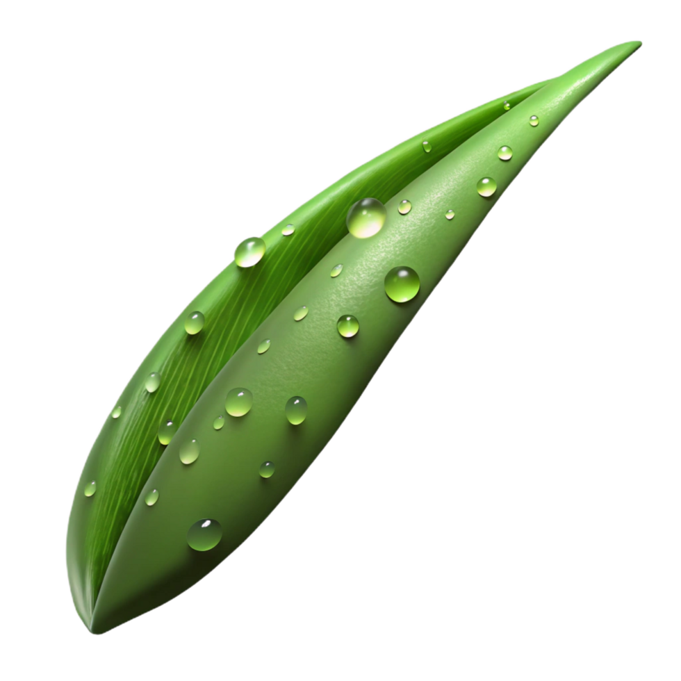 magnificent dreamy minimalist Photorealistic, ultra-detailed, isolated cutout of a single, wet, dew-covered blade of grass with Transparent Background 4K png