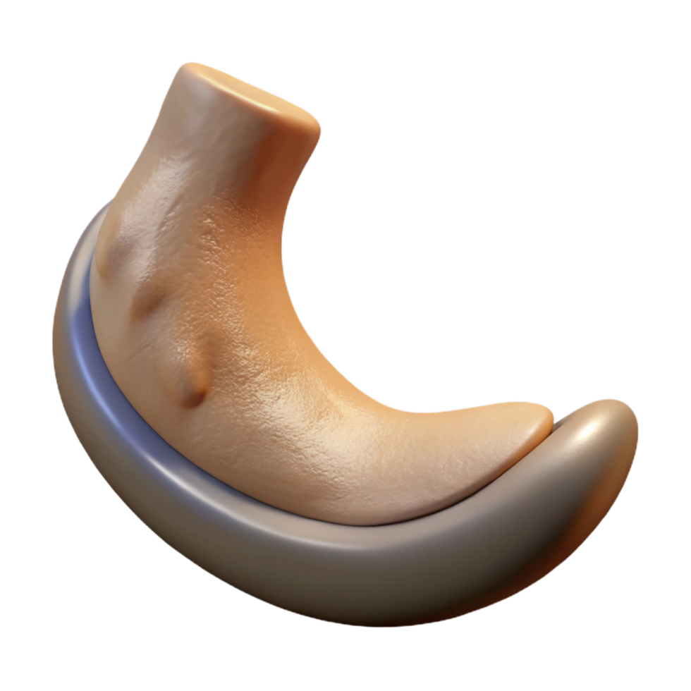 striking peaceful traditional Photorealistic, hyper-specific, isolated cutout Professional render of a single Centaur hoof, worn and dusty with Transparent Background gallery standard png