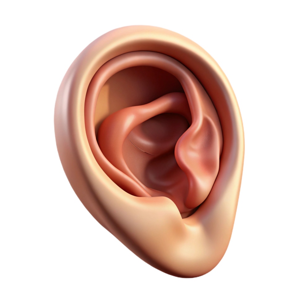 majestic notable Ultra-detailed, professional render of a single, human ear with intricate cartilage and inner ear details Isolated cutout with Transparent Background png