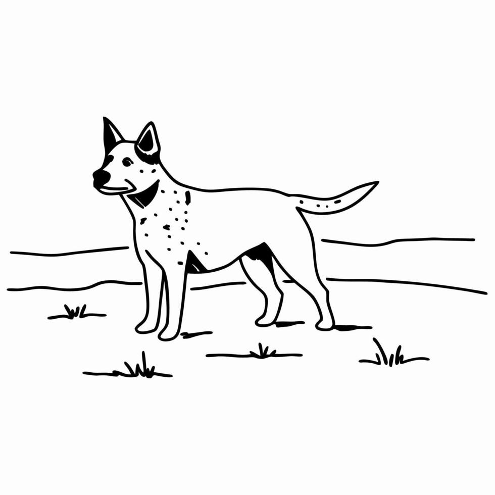 Australian Cattle Dog Line Drawing vector