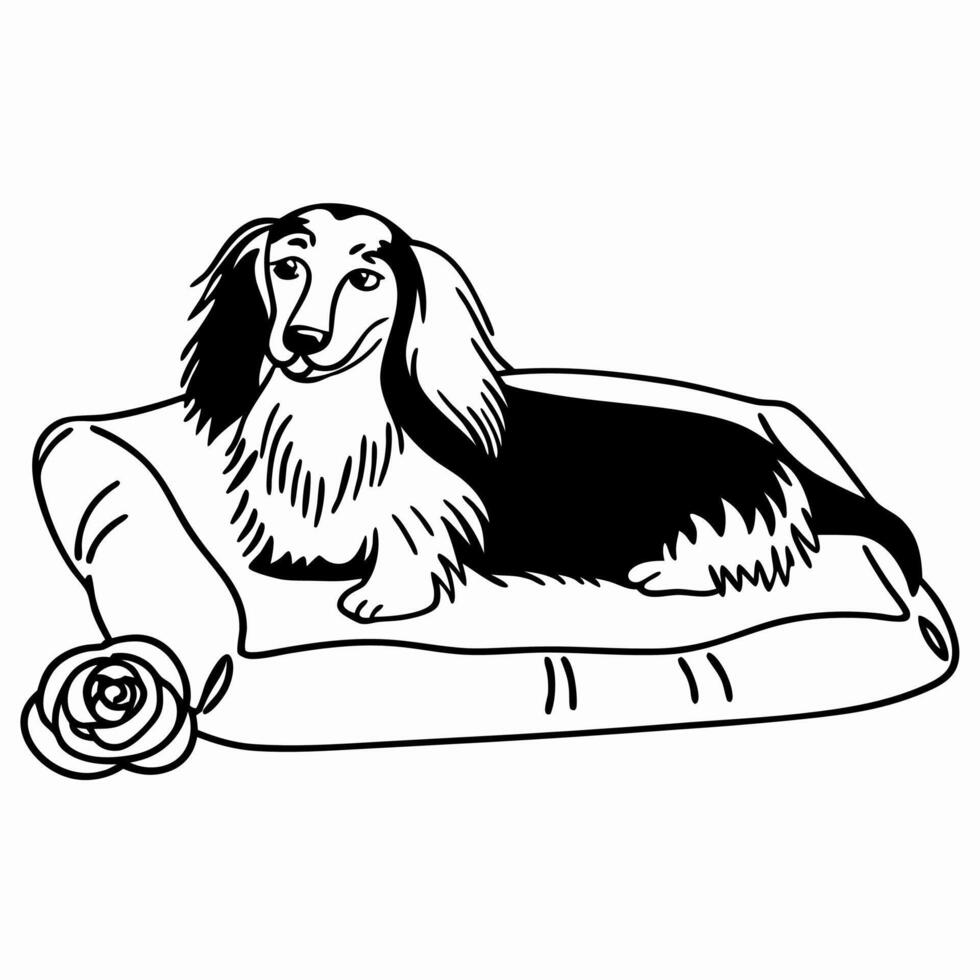 Longhaired Dachshund in Dog Bed vector