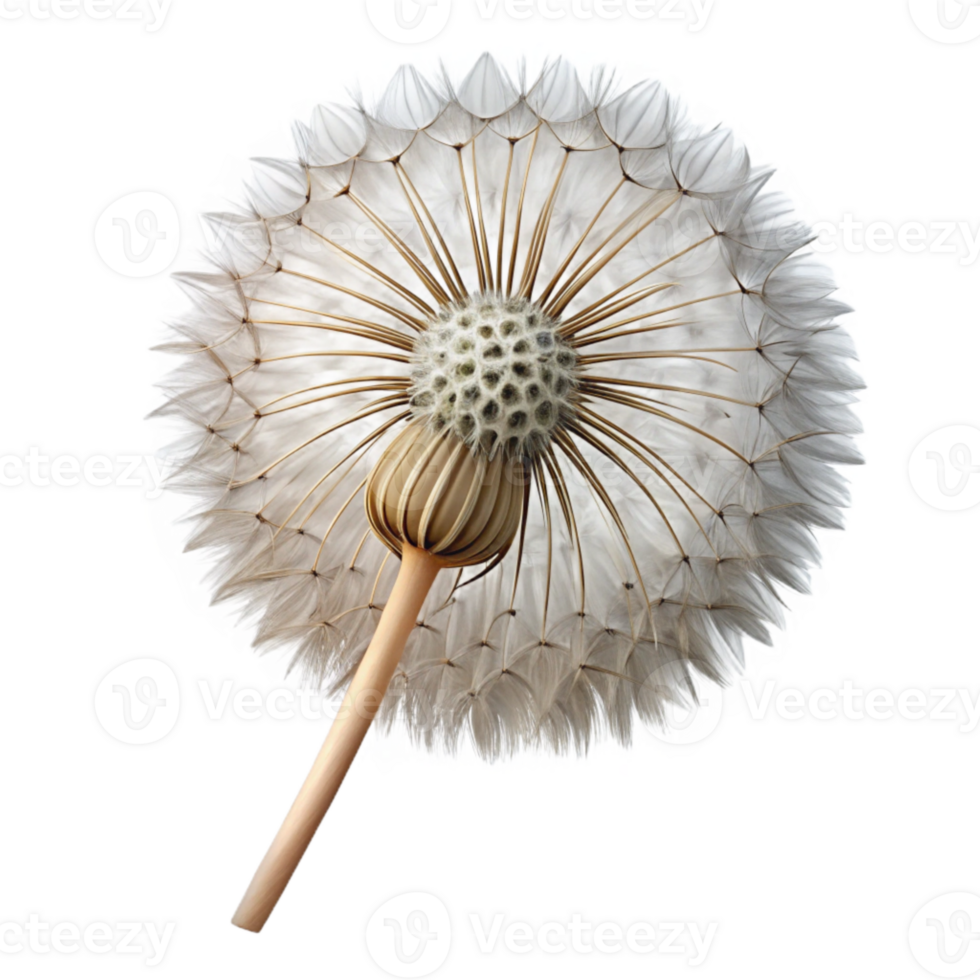 vibrant contemporary Dandelion Seed Head Cutout Isolated exclusive png
