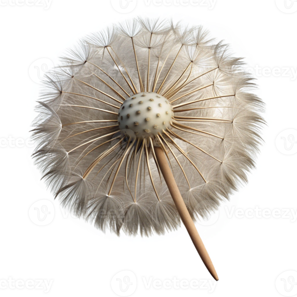 magnificent artistic Dandelion Seed Head Cutout Isolated genuine png