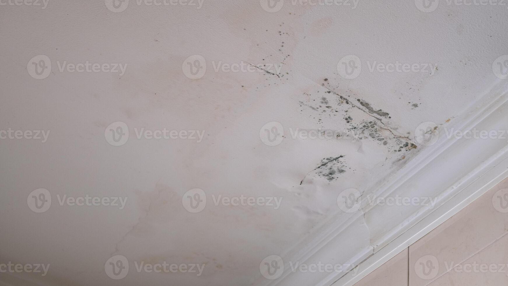Serious mildew and mold problem on ceiling. Mold removal service. photo