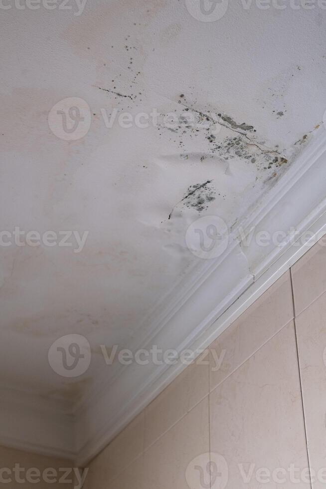Vertical Serious mildew and mold problem on ceiling. Mold removal service. Affected roof from rain. photo