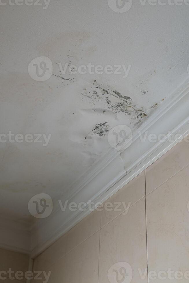Vertical Serious mildew and mold problem on ceiling. Mold removal service. photo