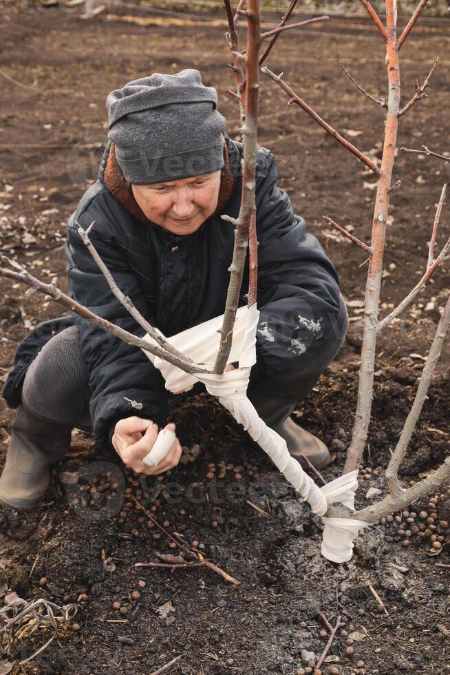 Woman in a garden wraps an elastic bandage around a tree trunk damaged by rabbits. She secures the protective covering to prevent further harm, dressed warmly in a hat and coat photo