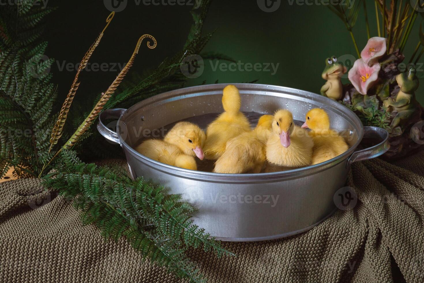 Yellow ducklings in close up, bathing in a metal basin among plants, ferns. A bright Easter image. Breeding ducks on a farm photo