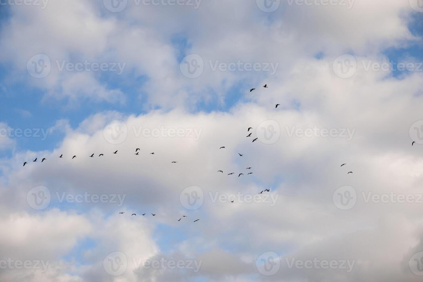 Birds fly in a V shaped wedge against a backdrop of scattered clouds. The sky displays a mixture of blue and white, highlighting the orderly flight pattern of the migration birds photo