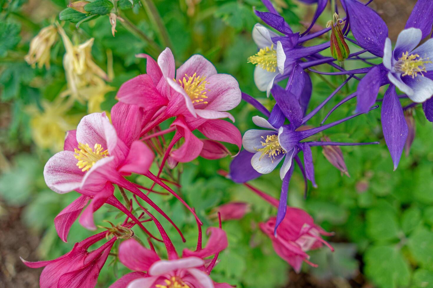 Columbine flowers in bloom photo