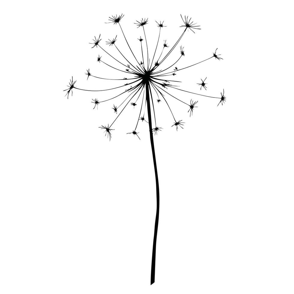 Black And White Graphic Illustration Of A Dandelion Seed Head On White Background vector