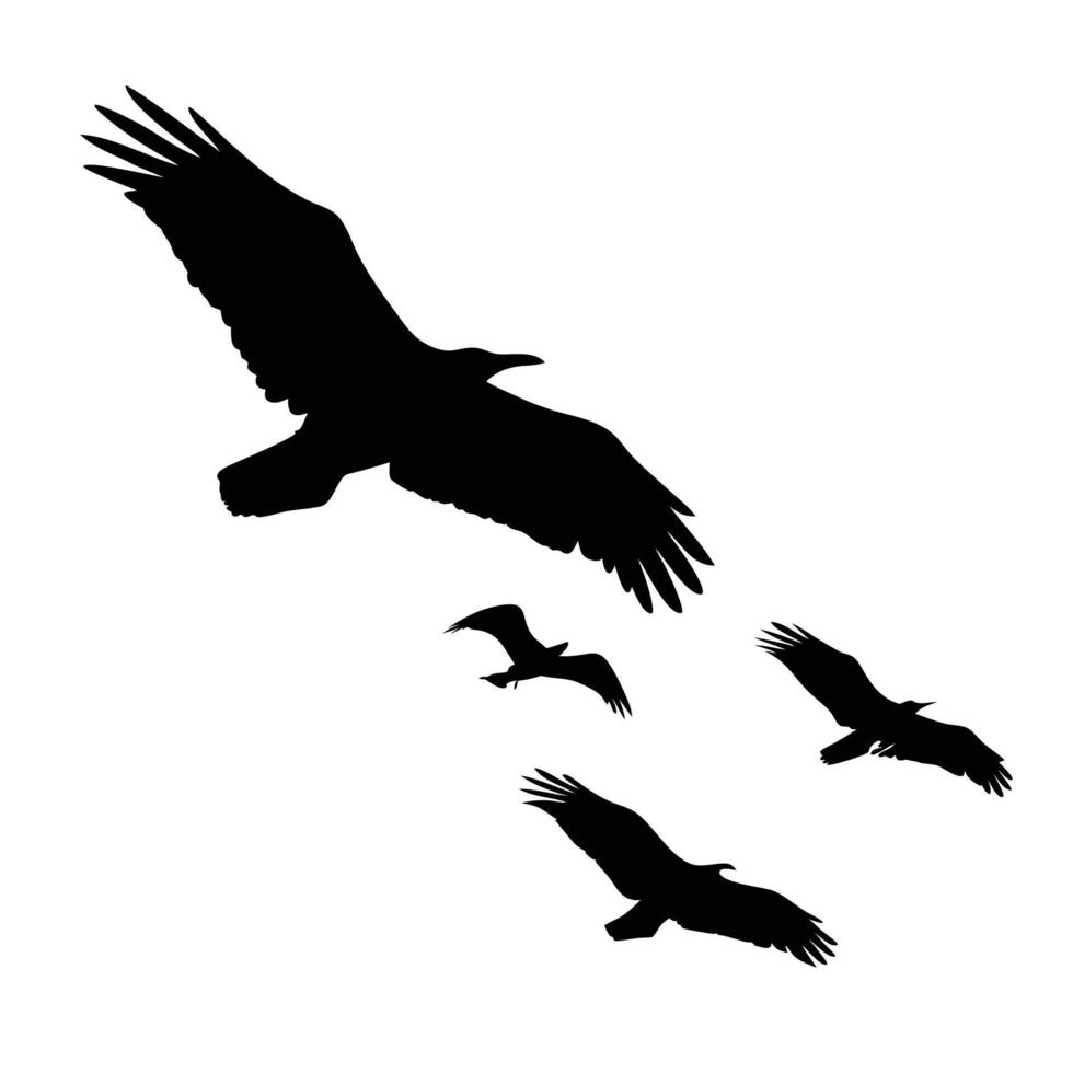 Black Bird Silhouette Flying Freedom Graphic Design Template Stock Illustration vector