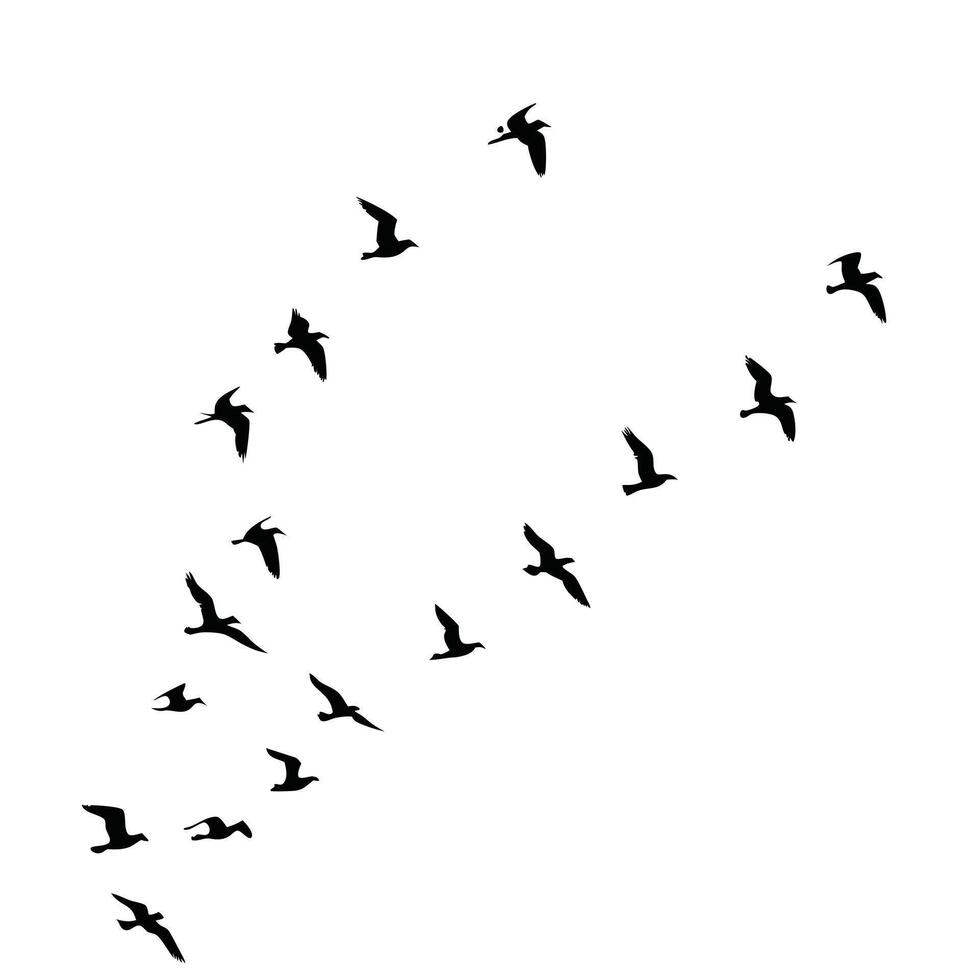 Silhouette Flock Of Birds Flying In Formation Isolated On White Background vector