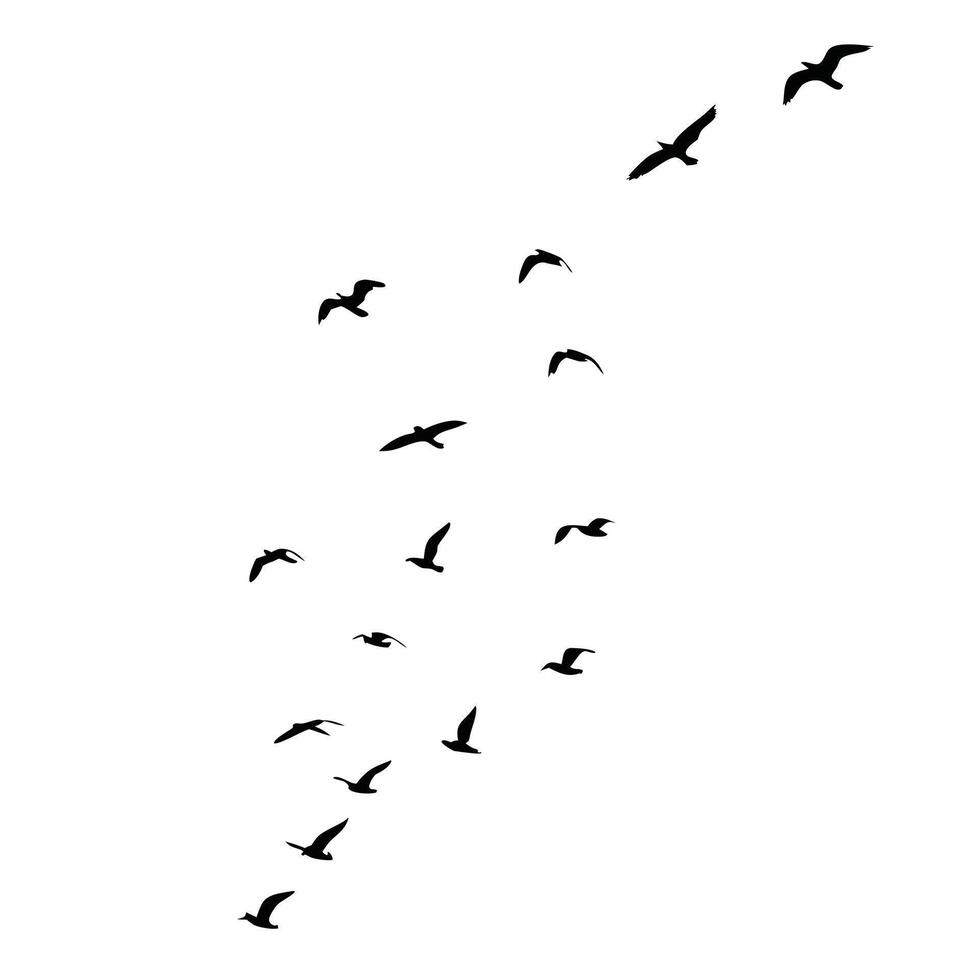 A Flock Of Birds Silhouetted Against A Clean White Background vector