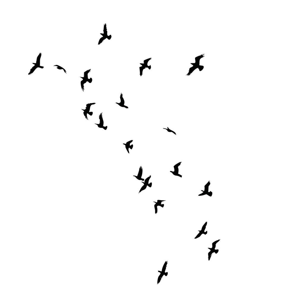 Silhouette Flock Of Birds Flying On White Background Minimalist Illustration vector