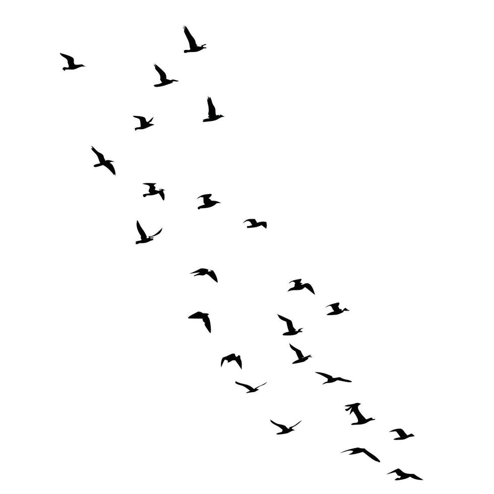 Birds Silhouettes Flying On White Background In A Pattern Formation vector