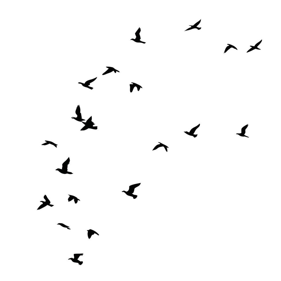 Silhouette Of Flock Of Birds Flying In White Sky Background Illustration vector