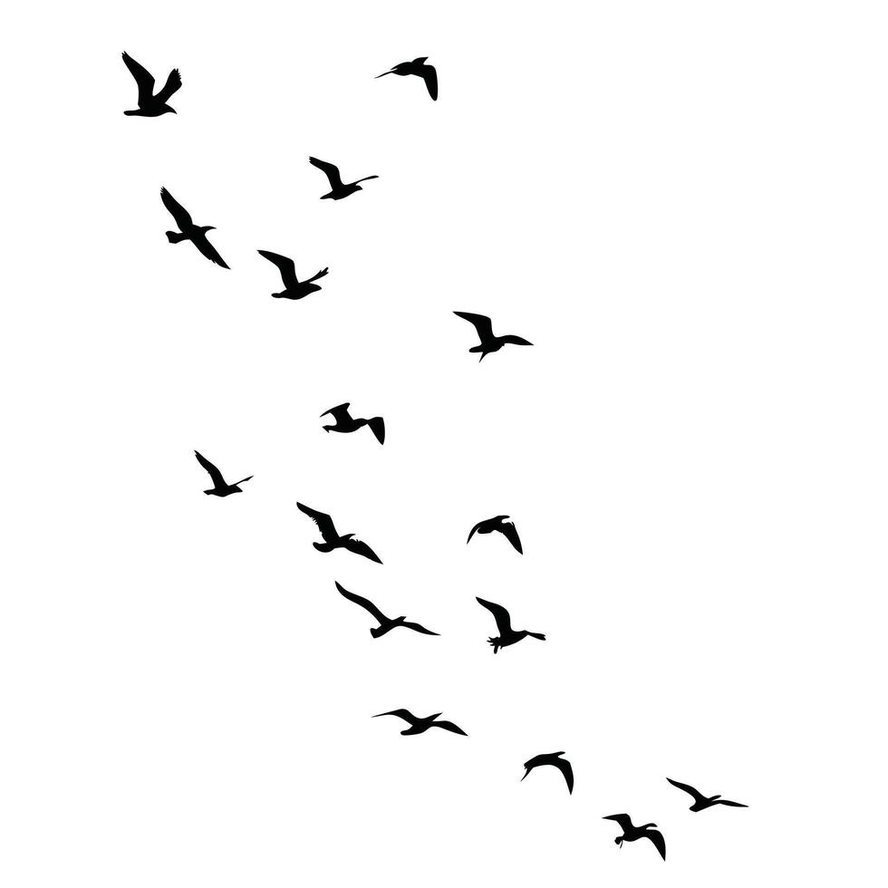 Silhouetted Birds Flying In Formation Against White Background Migration Concept vector