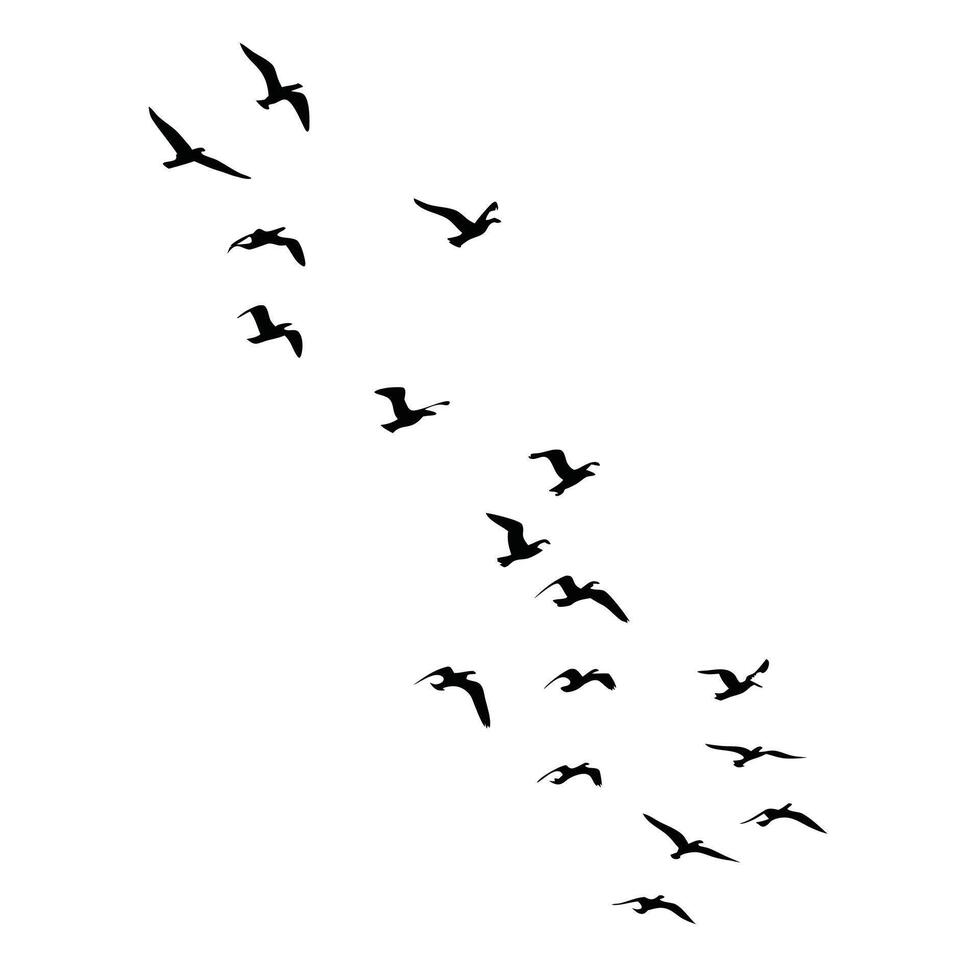 Silhouetted Flock Of Birds Flying Ascending Against A White Sky Background vector