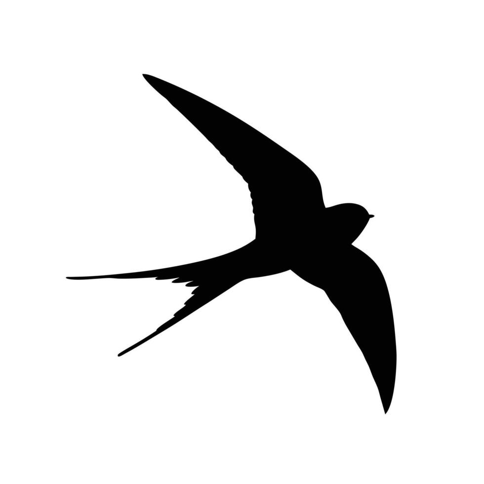Swallow Bird Silhouette Flying Upward With Open Wings In Isolated Image vector