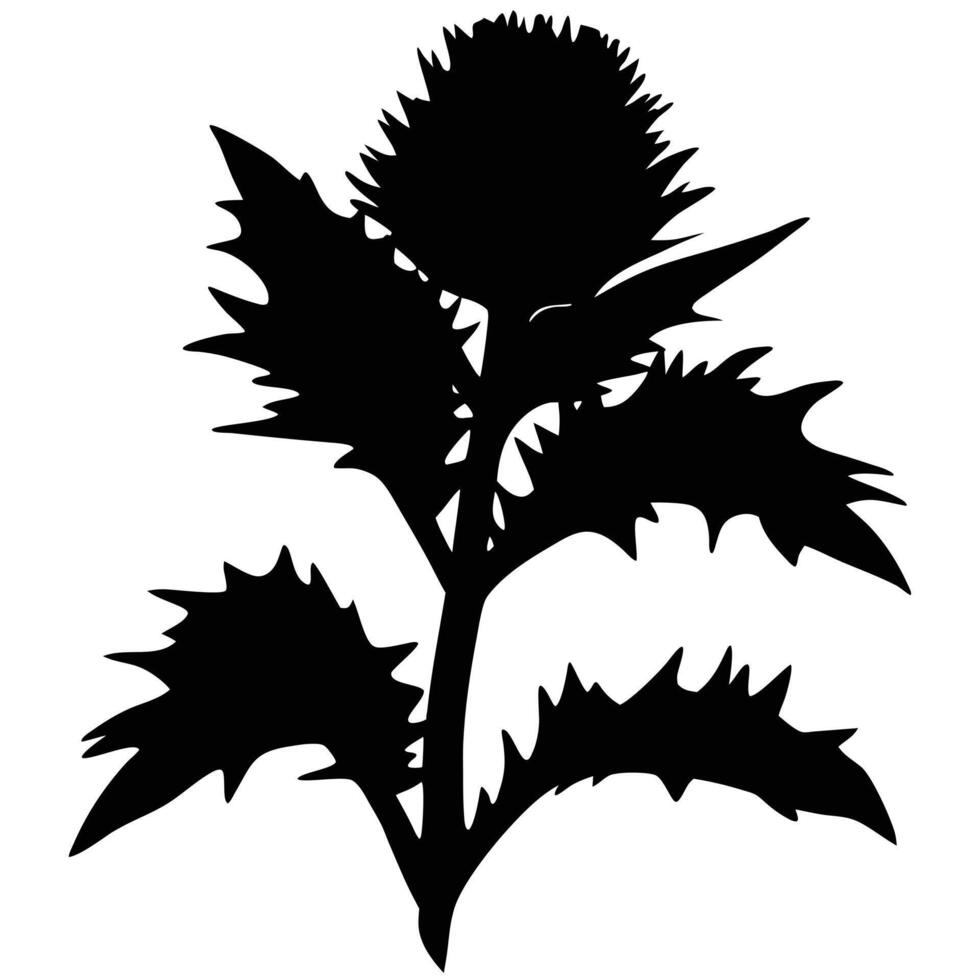 Thistle Plant Silhouette Graphic Botanical Design Element Isolated On White vector