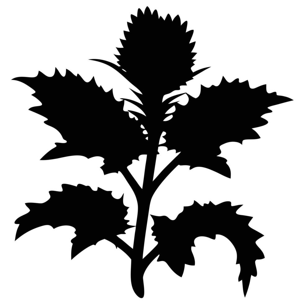 Black Silhouette Of A Thistle Plant With Prickly Leaves Isolated On White vector