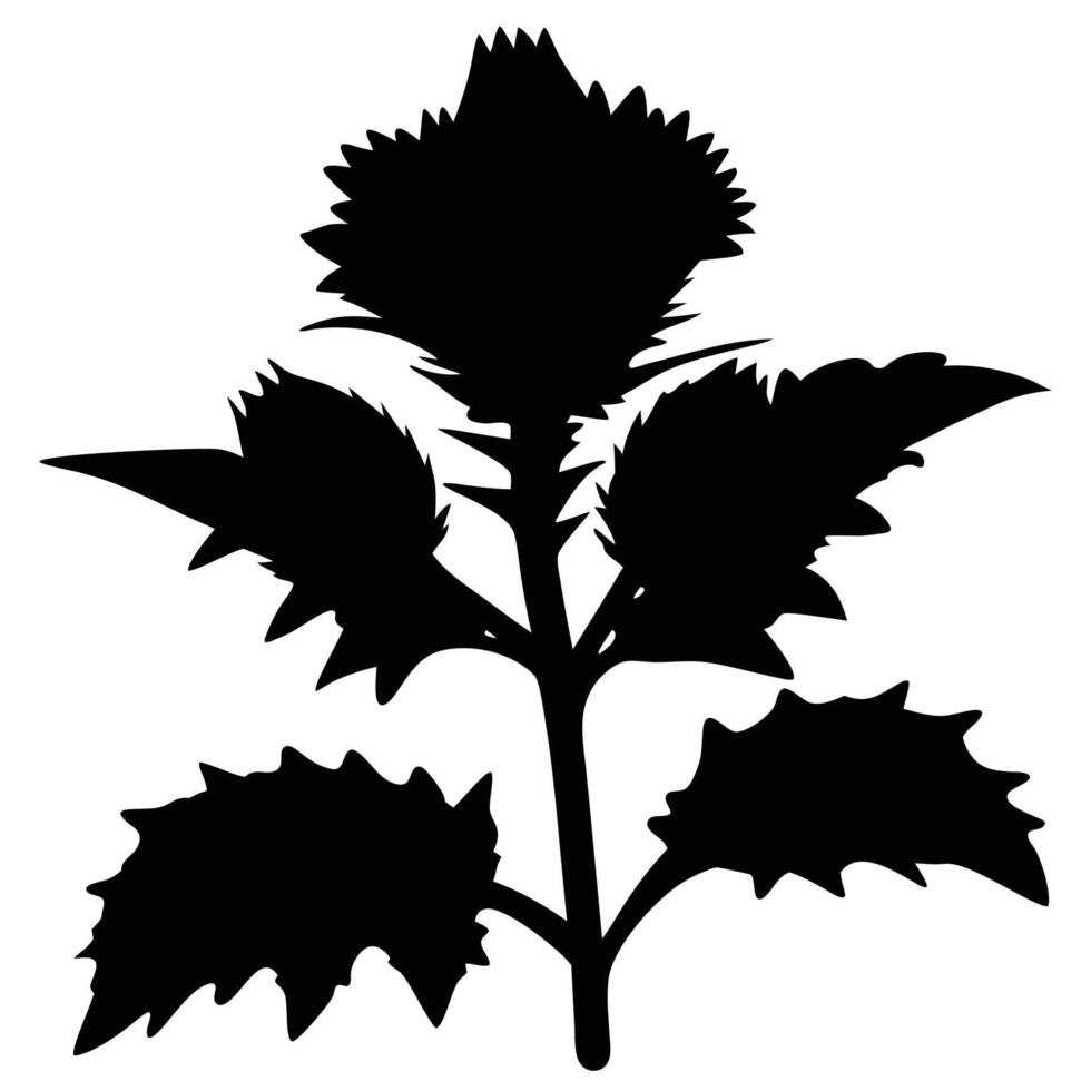 Elegant Silhouette Of A Thistle Plant With Detailed Leaves And Flower Head vector