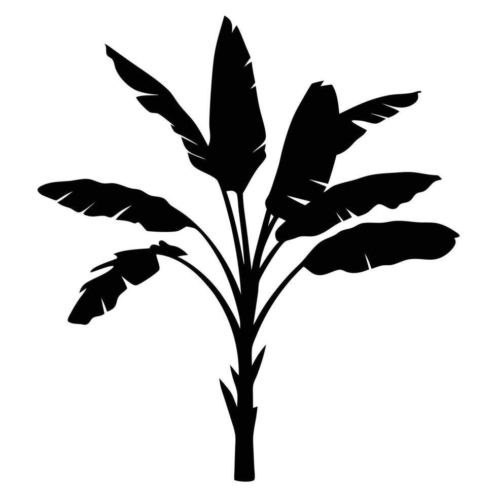 Tropical Plant Silhouette Graphic Of Banana Palm Tree Foliage vector