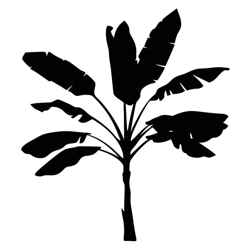 Black Silhouette Of Banana Palm Tree With Large Leaves On White Background vector
