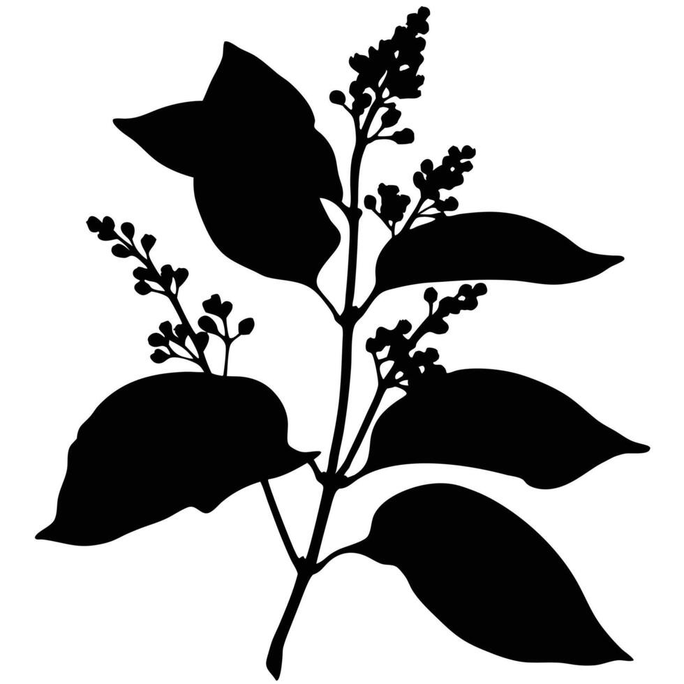 Elegant Black Silhouette Of Flowering Lilac Branch On A White Background vector