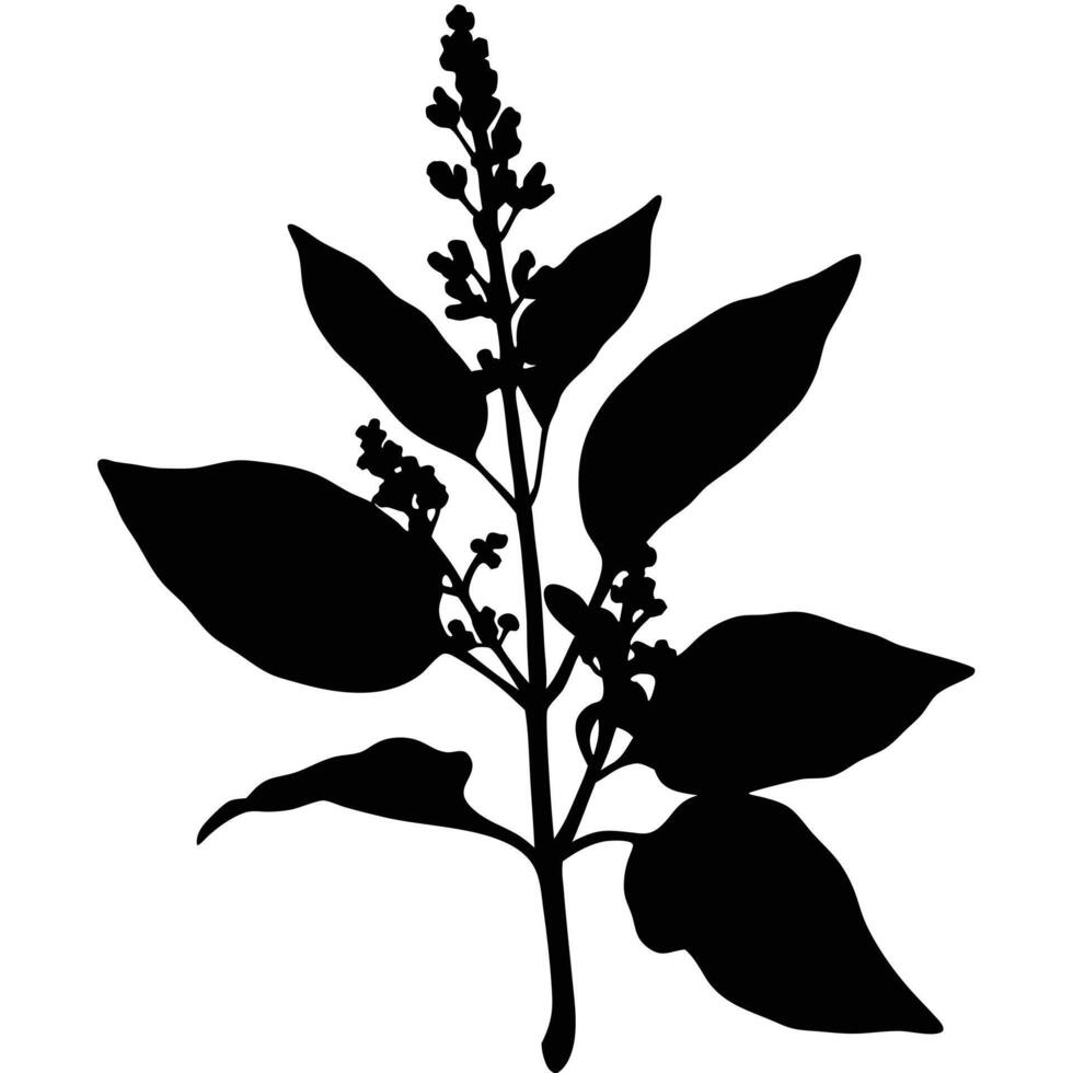 Silhouette Botanical Illustration Of A Plant Branch With Leaves And Flower Buds vector